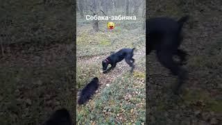 Собака-забияка!