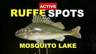 Russian Fishing 4 RUFFE ACTIVE SPOTS Mosquito Lake