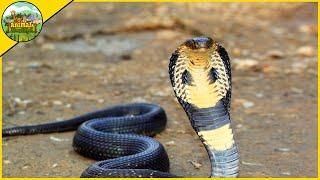 5 Amazing Facts About King Cobras | Snake Facts