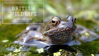 British Wildlife - Common Frog