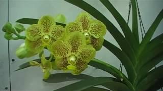 Vanda