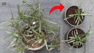 Dragon's tongue or hemigraphis repanda plant propagation and care