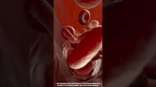 Bloodsyl™ - Promote Healthy Blood Pressure Levels| Approved Science®