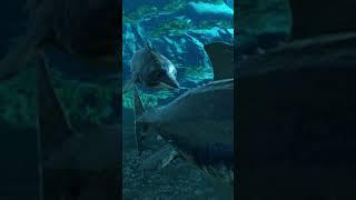 Curiosidade Ichthyosaurus - Ark