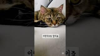 #고양이 #cat #고봉이 #고봉이가날보는이유 #넌이뻐서좋겠다ㅋ