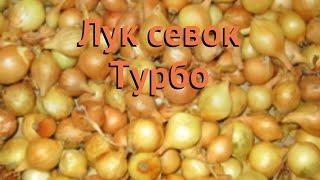 Лук овощной Турбо (turbo turbo)  овощной лук Турбо обзор: как сажать, лук-севок и чеснок лука Турбо