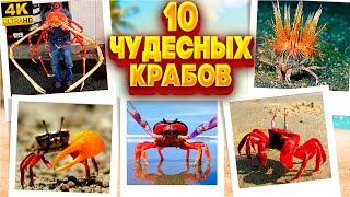 Топ 10 самых необычных крабов | top 10 Удивительных крабов