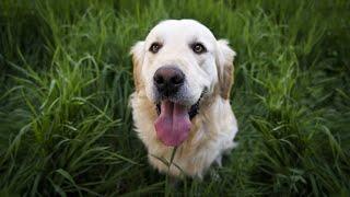 10 Interesting Facts About Golden Retrievers 