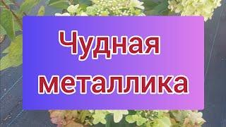 Такая разная Металлика. Гортензия чудит и восхищает