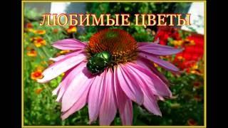 Мои садовые цветы. Сад летом.