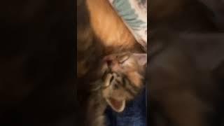 Feline Frolic: A Cat's-Eye View#CatAdventures #FelineFriends #PetPlaytime #WhiskerWonder