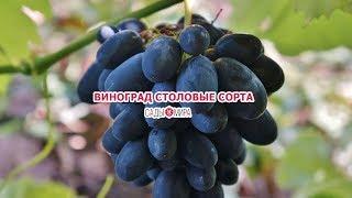 ВИНОГРАД СТОЛОВЫЕ СОРТА.УЖЕ В ПРОДАЖЕ