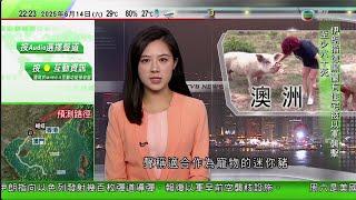 無綫TVB 1000 一小時新聞｜澳洲不法商人用普通豬冒充迷你豬作寵物出售　幾年間長成三百公斤大肥豬｜印度空難三個月內發表調查報告 家屬不滿認領遺體過程太慢｜羅馬仕一款外置充電器易發生爆炸內地多校禁用