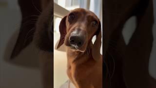 Mini dachshund gets by with a little help from his friends