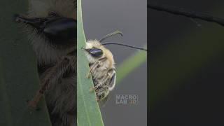 Longhorn bee: