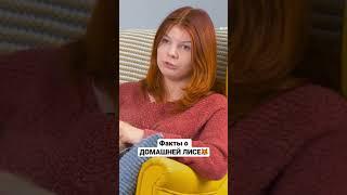 Kris Mars рассказала про содержание домашних лис  #домашняялиса #необычныедомашниеживотные #shorts