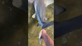  RUN  #fishingtechniques #shark #sharkfishing #sharks #bigsharkofficial #nysharkfishing