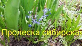 Пролеска Сибирская