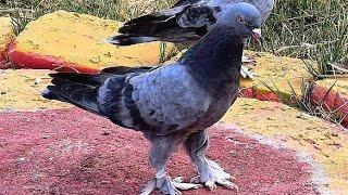 Голубь по кличке молния! Узбекистан голуби Руслана. A pigeon named lightning!!