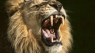 Lion Roar Loud Sound Effect