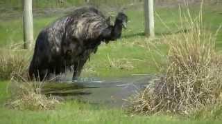 Crazy Emu Jumping for Joy and Taking a Bath