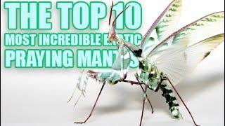 10 Most Incredible Exotic Praying Mantis You Can Have as a Pet