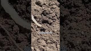 Volunteer corn will host corn rootworms. 🪱