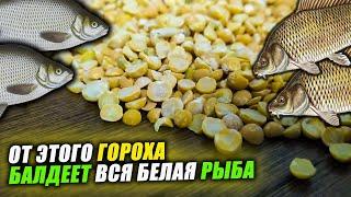 Как ПРАВИЛЬНО приготовить ГОРОХ ДЛЯ РЫБАЛКИ? Всё, что нужно знать про ПРИКОРМОЧНЫЙ ГОРОХ для РЫБАЛКИ