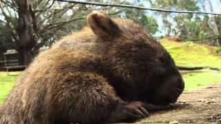 Wombat kraulen und füttern