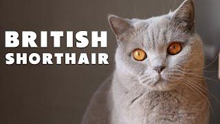 Mengenal Ras Kucing British Shorthair, Kucing Berbulu Pendek yang Mirip Boneka Hidup