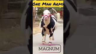 fastest Running Cow #short#creatingforindia #youtubeshorts #lovenote