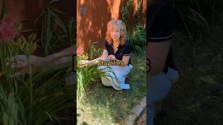 You won't believe where I got these daylilies! #shorts #garden #flowers #shortvideo