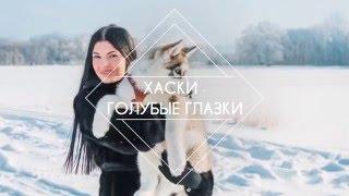 Хаски - голубые глазки