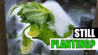 How Late Can You Plant Peas? - Garden Quickie Episode 220