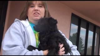 helping hounds dog rescue