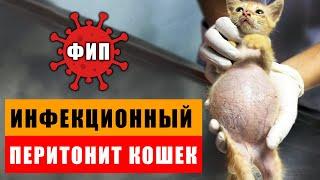 Все что нужно знать о FIP у кошек