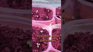 что происходит с рассадой в феврале 2023. #рассада #многодетная #мамавдекрете #саморазвитие