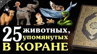 25 животных, упомянутых в Коране