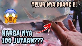 Gokil sih harga telur ikan ini 100 jutaan | Pasar Ikan Hias Jatinegara