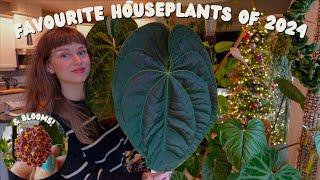 i have 300 houseplants & these are my top 10 