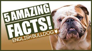 English Bulldog! 5 Amazing Facts About The Incredible English Bulldog!