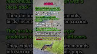 Jackal Facts #shorts #nature #animalshorts