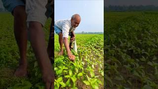 Old Farmer Harvests Nutritious Jute Leaves – Green Gold #shorts