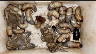 One Strong Small Insect and Lot of Biggest Worms with Small Bullfrogs and Sweet Millipede #insect