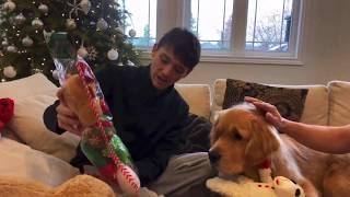 Golden Retrievers Christmas Day with Family