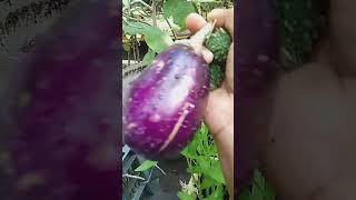 Hervesting organic vegetables at my terrace garden.....🫑 #organic #organicgardening #terracegarden
