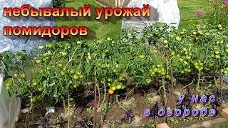 У нас небывалый урожай помидоров.Сорта: Будёновка,Взрыв,Дачник,Джина тст,Дубрава,Красная шапочка.