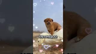길 잃은 강아지에게 엄마가 되어준 오리
