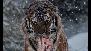 Siberian tiger drives away wolves