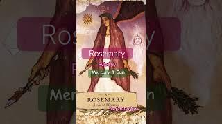 Rosemary Astrology Mercury and Sun #medicalastrology #rosemary #mercuryplant #sunsign #astrology